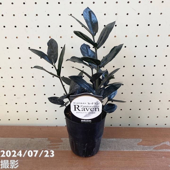 ザミオクルカス レイヴン 3.5号｜観葉04-PA