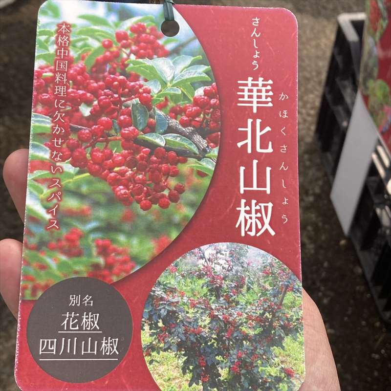 華北山椒 4号ロング｜果樹04-PA