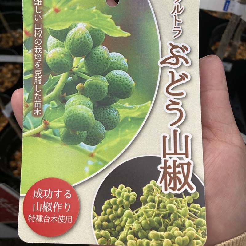 ウルトラぶどう山椒 4号ロングポット｜果樹04-PA