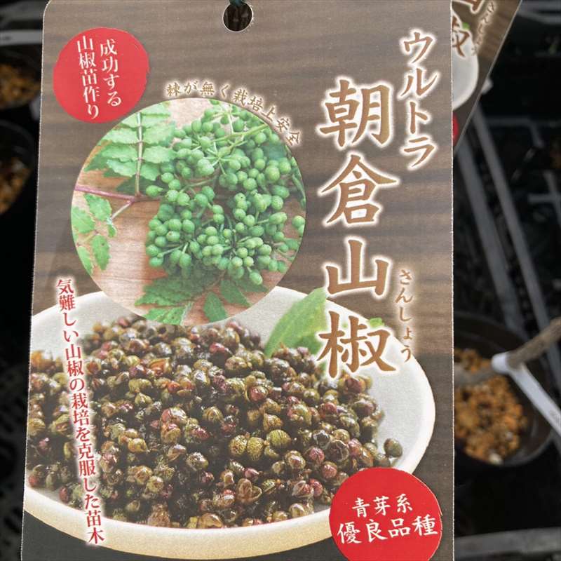 ウルトラ朝倉山椒 4号ロングポット｜果樹04-PA