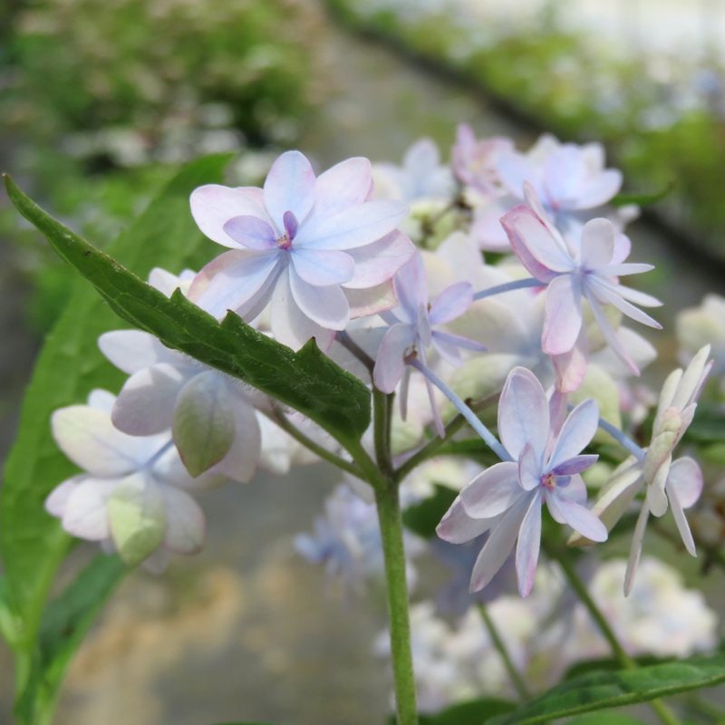 □キーワードから探す,和・日本の購入なら赤塚植物園オンライン 花の音