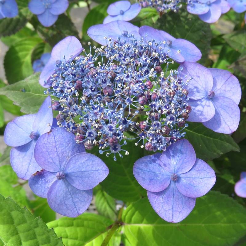 □キーワードから探す,和・日本の購入なら赤塚植物園オンライン 花の音
