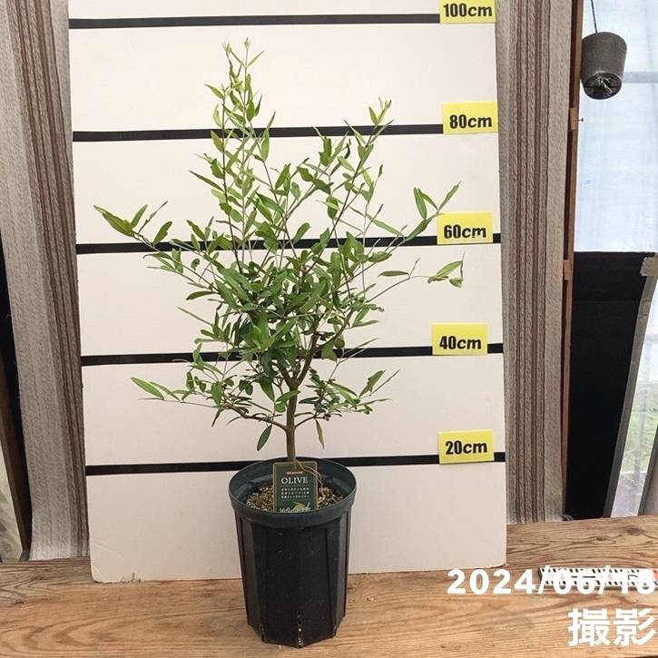 決算P5倍！10%OFF！8/2まで】オリーブ ひなかぜ 7号｜果樹01-D1 | 花木