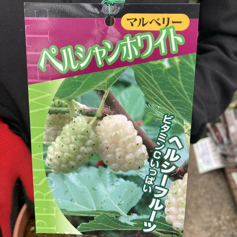 ［珍しい果物］マルベリー ペルシャンホワイト 5号｜果樹04-PA