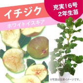 【専用】苗 イチジク イチジク苗 LSU Everbearing 鉢上40センチ 挿し木二年目の苗です