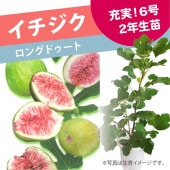 実付き！充実株！イチジク ロングドゥート 6号 ｜果樹10-TU