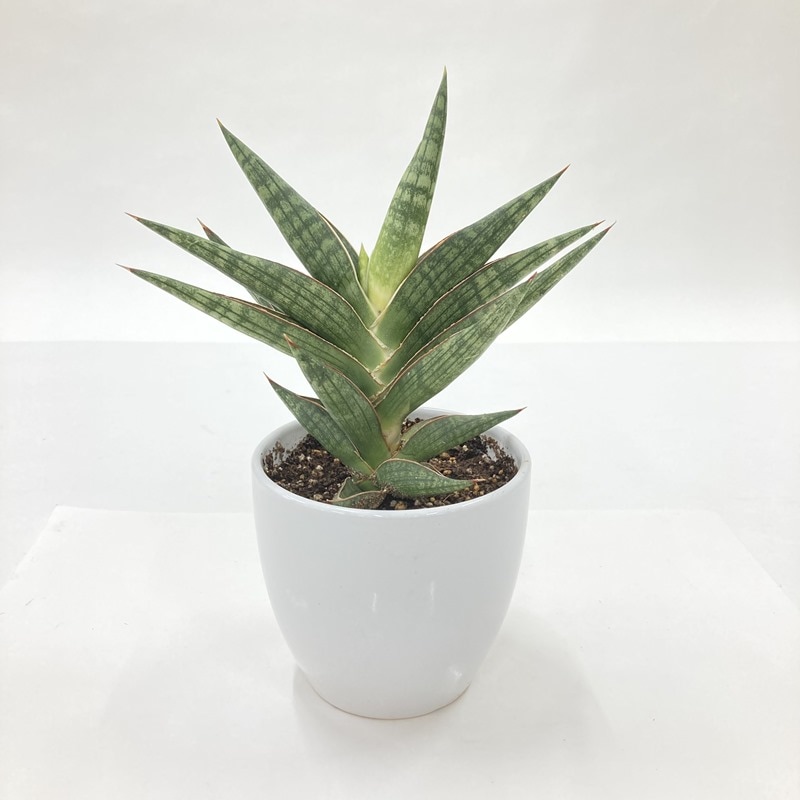 期間限定10％OFF！】サンスベリア 4号 モトムケニア 白陶器鉢仕様