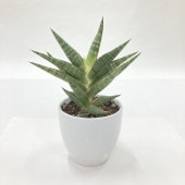 サンスベリア 4号 マンタ（子株）白プラ鉢｜観葉02-D2 | 観葉
