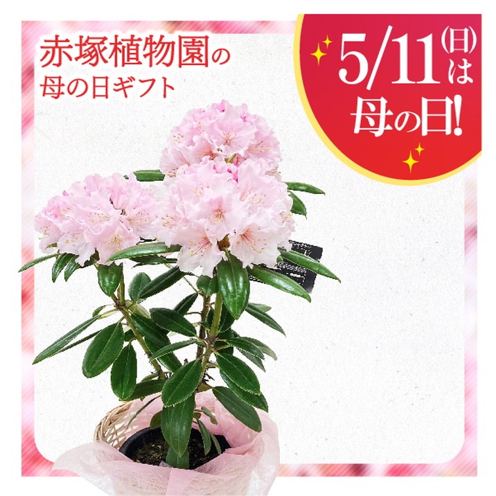 母の日ギフト2025 シャクナゲ ウェディングブーケ 5号｜鉢花10-TU