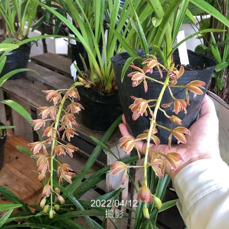 割引 日本蜜蜂誘引蘭 キンリョウヘンK2 キンリョウヘン⑪ 金稜辺 花芽7