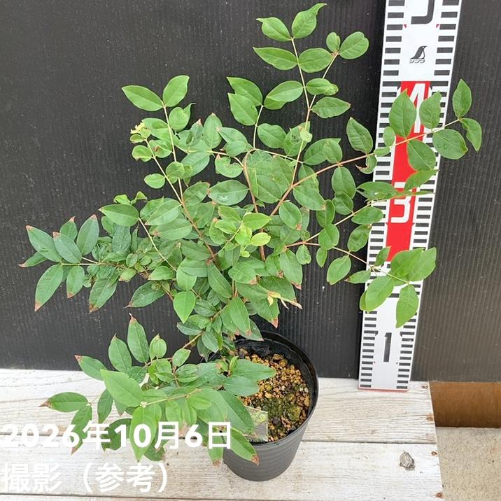 □キーワードから探す,スローフードの購入なら赤塚植物園オンライン 花