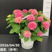 サボテン 小春日和 4号｜観葉10-TU | 観葉・多肉 | 赤塚植物園