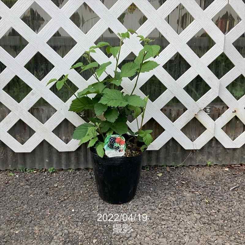 ［珍しい果物］ブラックベリー トリプルクラウン 6号｜果樹04-PA