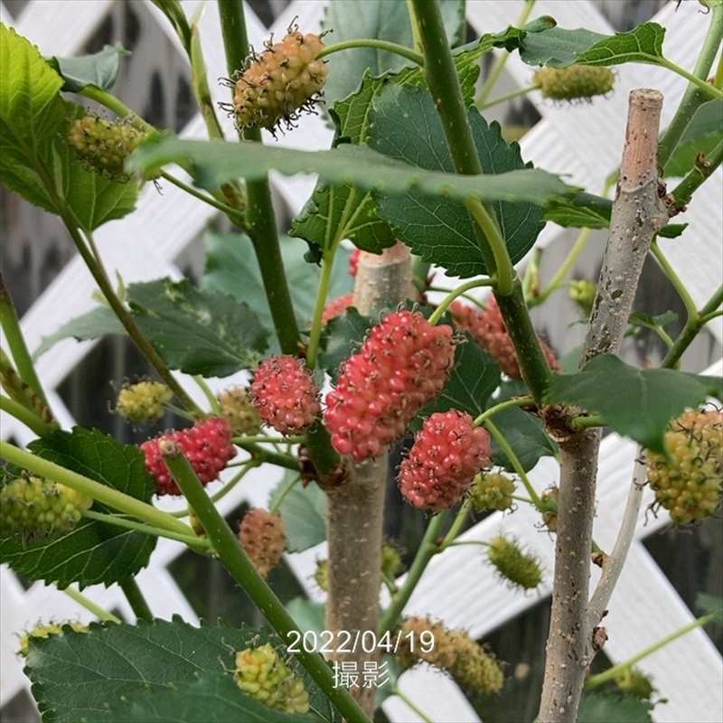 ＜実付き＞スイートマルベリー 6号｜果樹04-PA