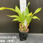 シンビジューム アーチ 7号陶器鉢 4本立 リトルガール スペースシティ