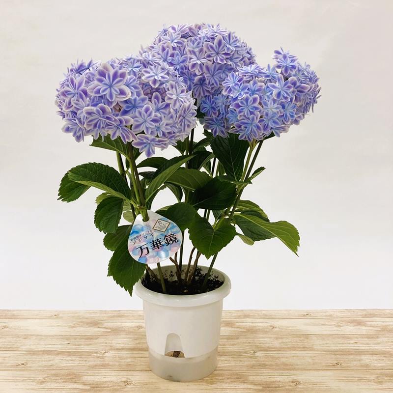 アジサイ 万華鏡 5号※2025年6月中旬頃発送予定|鉢花10-TU