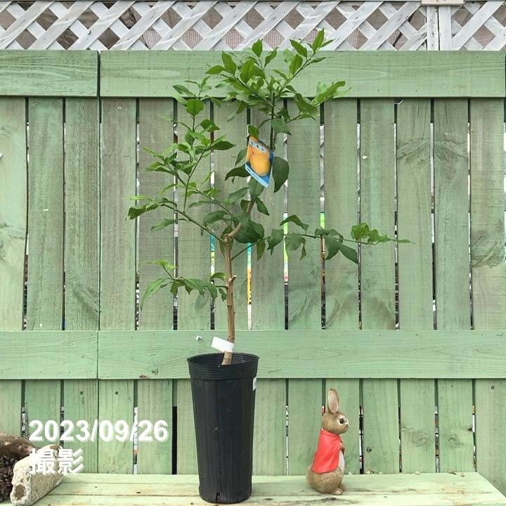 アレンユーレカレモン 5号ロングポット 2年生苗|果樹04-PA