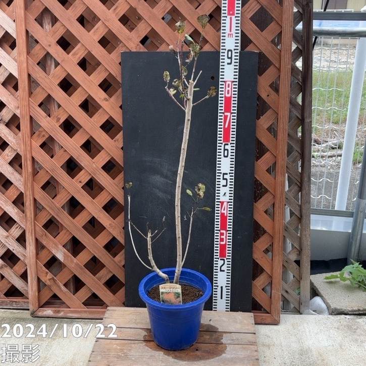 【数量限定】スモークツリー ベストピンク 7号｜s200｜花木04-PA