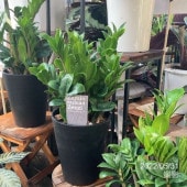 鮮やかなエメラルドグリーン！ザミオクルカス ゼンジー 5号｜観葉04-PA