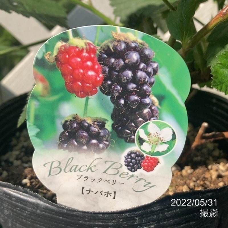 ［珍しい果物］ブラックベリー ナバホ 6号｜果樹04-PA