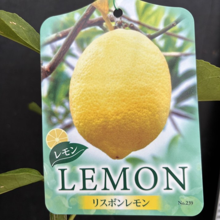 レモン リスボンレモン 4号 1年生苗｜柑橘｜果樹04-PA