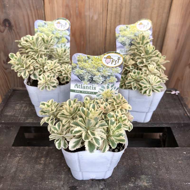 セダム アトランティス 3号 3鉢セット Pa 草花 多年草 宿根草 赤塚植物園オンライン 花の音