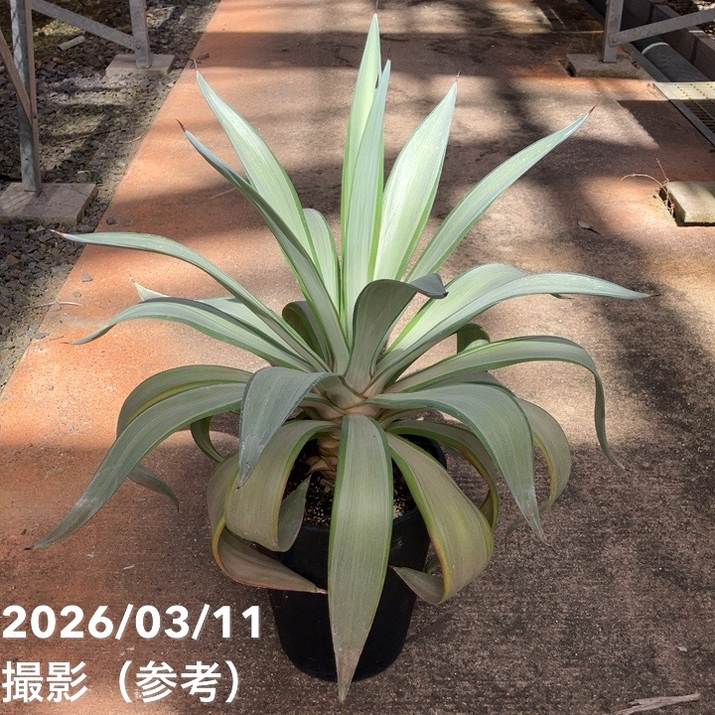 アガベ クイックシルバー