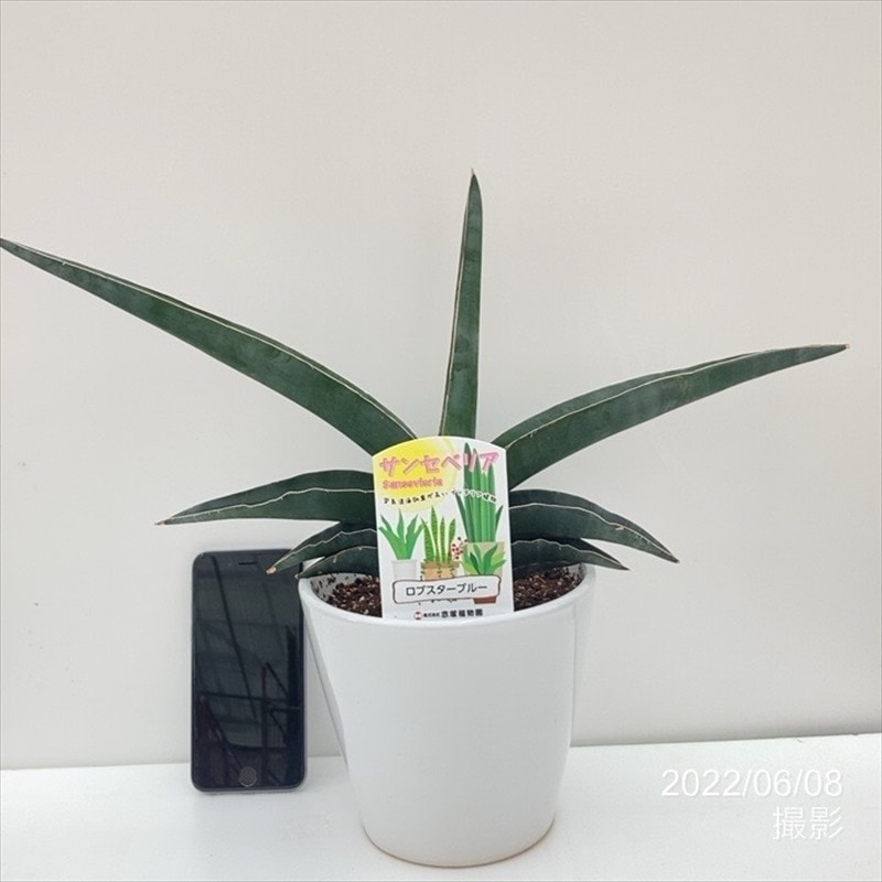 斑入り　サンセベリア　Tiger Blue サンスベリア sansevieria sp. India Tiger Blue 今日はサンセベリア達を外に広げて