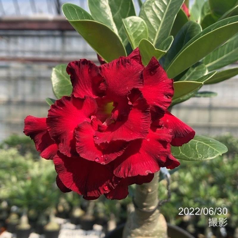 アデニウム オベスム Daeng Sap Charoen 4号 3 花木 庭木 アデニウム 赤塚植物園オンライン 花の音