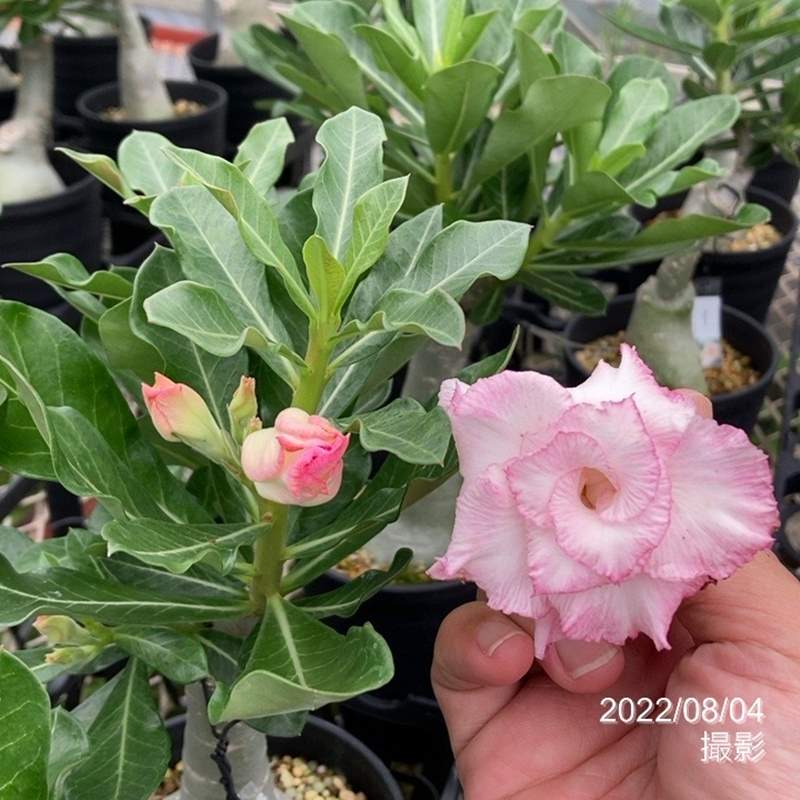 アデニウム オベスム Candy 64 4号 6 花木 庭木 アデニウム 赤塚植物園オンライン 花の音