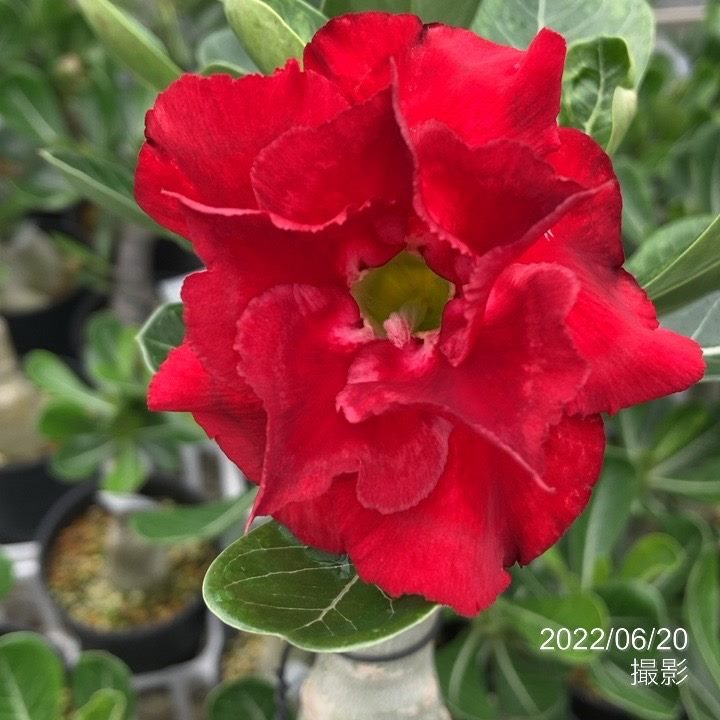 珍しい花木 庭木 珍しい花木 庭木