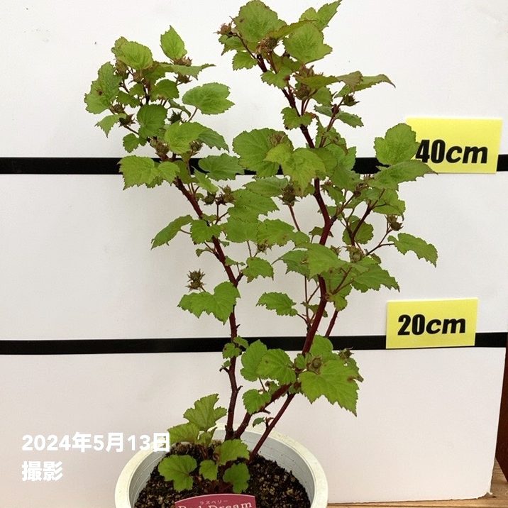 ウルトララズベリー 超大王（レッドドリーム）6号 白鉢植え｜果樹10-TU