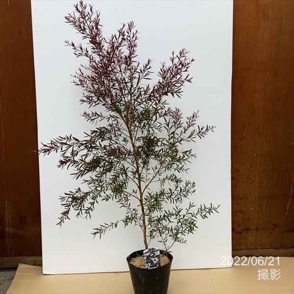 レプトスペルマム カッパーグロー 6号大株 ※お届けに10日程度かかる場合がございます。｜花木10-TN