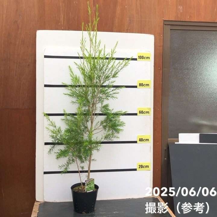 メラレウカ レボリューション グリーン 6号大株 ※お届けに10日程度かかる場合がございます。｜s200｜花木10-TN