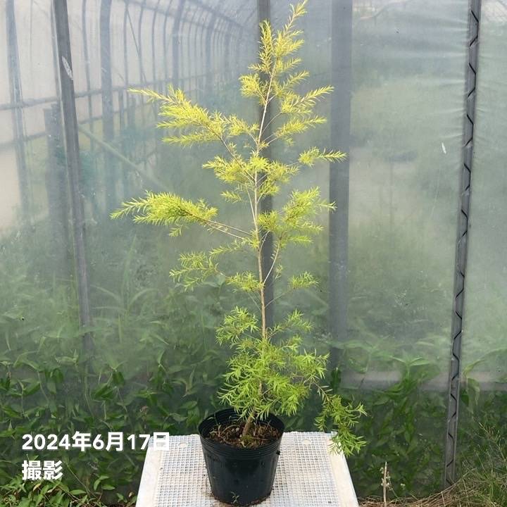 メラレウカ レボリューション ゴールド 6号大株 ※お届けに10日程度かかる場合がございます。|花木10-TN