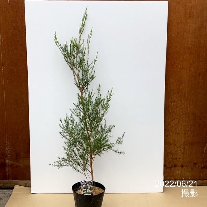 メラレウカ ラベンダーティーツリー 6号大株 ※お届けに10日程度かかる場合がございます。｜花木10-TN