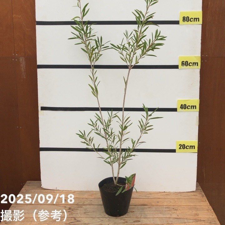 花木・庭木,[オージープランツ],カリステモンの購入なら赤塚植物園