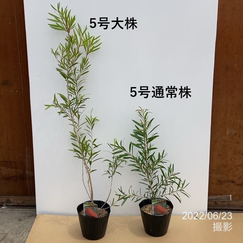 ＜大株＞カリステモン ドウソンリバー 5号 ※お届けに10日程度かかる場合がございます。｜花木10-TN