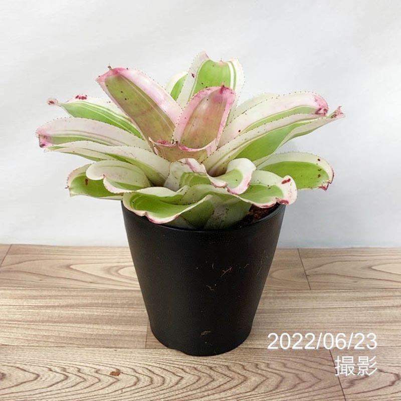 ネオレゲリア 5号 モラッド Morad｜観葉01-D1