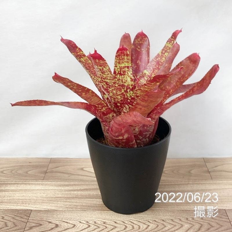 ネオレゲリア 5号 クウェイル quail｜観葉01-D1