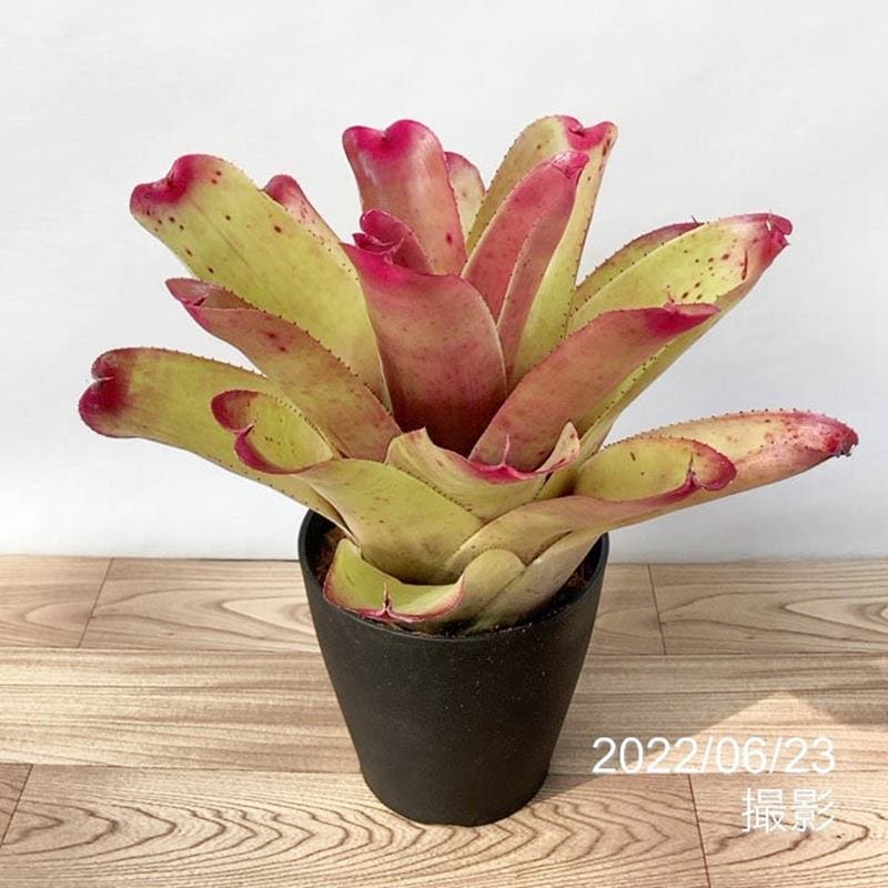 ネオレゲリア 5号 hybrid johannis #2｜観葉01-D1