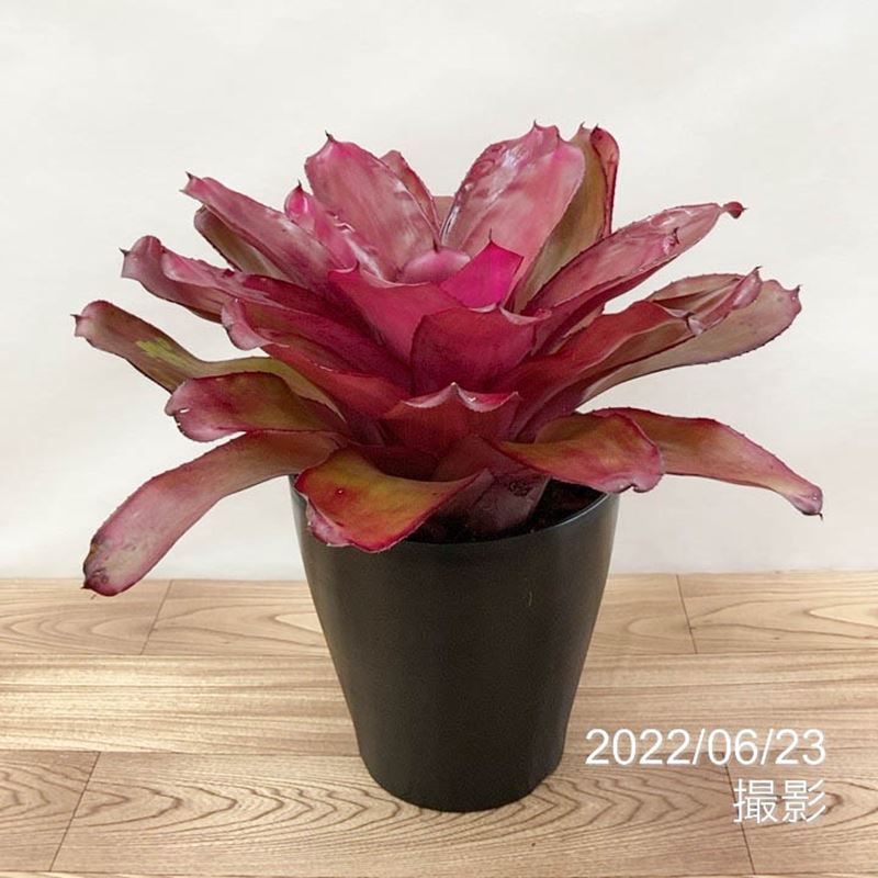 ネオレゲリア 6号 パープルスター PurpleStar|観葉01-D1