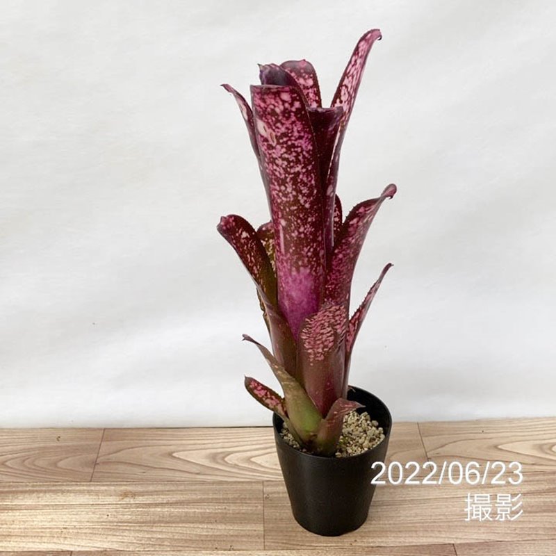 珍しい観葉 珍しい観葉