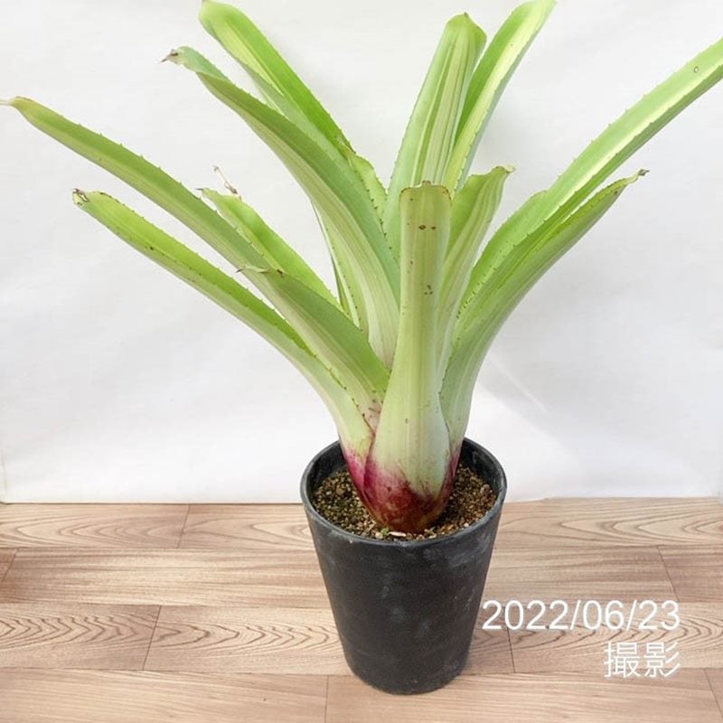 アルカンタレア ハイブリッド Alcantarea hybrid 6号｜観葉01-D1