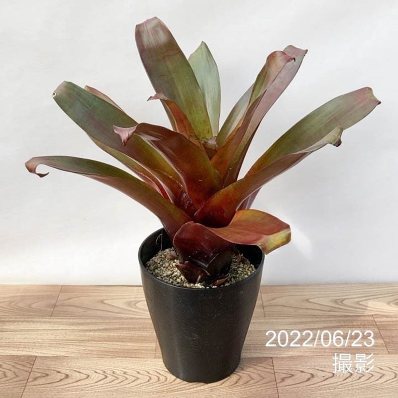 アルカンタレア インペリアリス ルブラ 特大 カフェ アルカンタレア インペリアリス 'ルブラ' Alcantarea imperialis