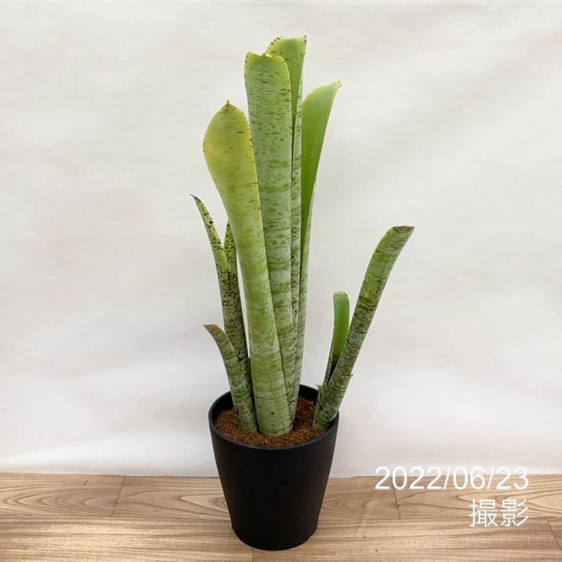 ケスネリア マルモラータ Quesnelia marmorata 5号｜観葉01-D1
