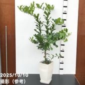 プラム バイオチェリー 4号ロングポット｜果樹04-PA | 果樹