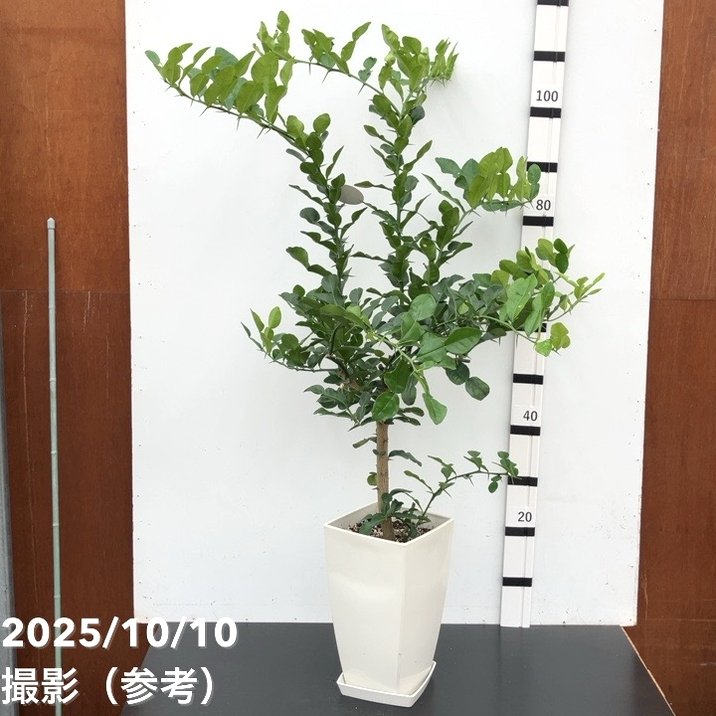 コブミカン(バイマックルー)7号|s200|果樹10-TU