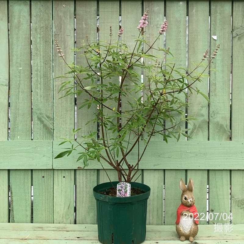 セイヨウニンジンボク ピンク 7号｜花木04-PA