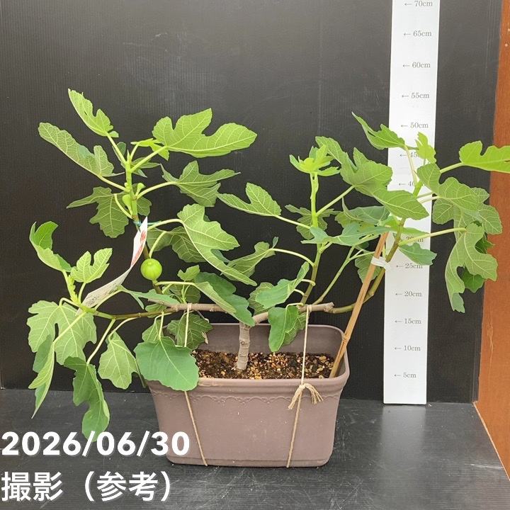 果樹,イチジクの購入なら赤塚植物園オンライン 花の音｜花苗